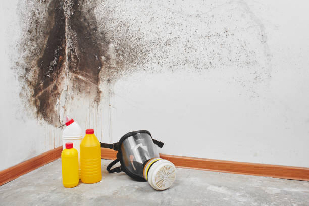 Best Home Mold Removal  in Colby, KS