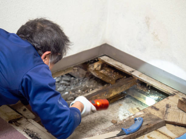 Best Residential Mold Removal  in Colby, KS