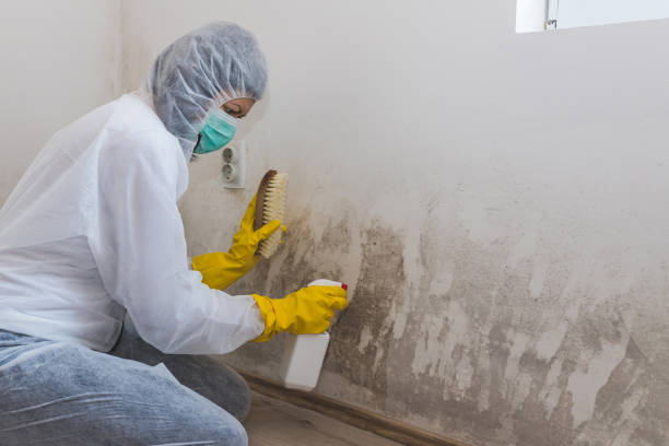Best Mold Cleaning Services  in Colby, KS