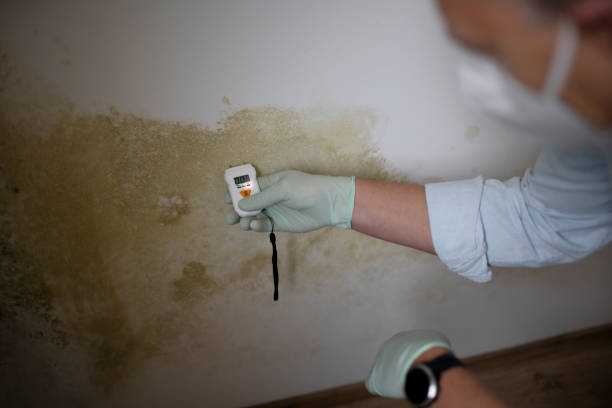 Best Black Mold Removal  in Colby, KS