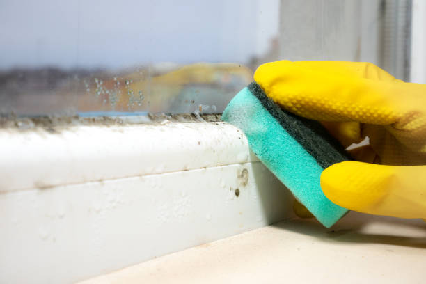 Best Office Mold Removal Services  in Colby, KS