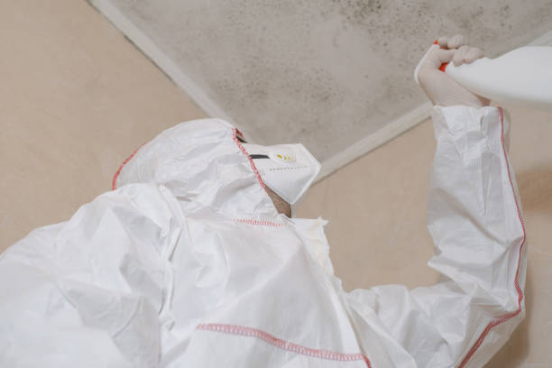 Best Mold Damage Repair  in Colby, KS