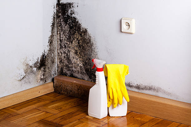 Colby, KS Mold Removal Company