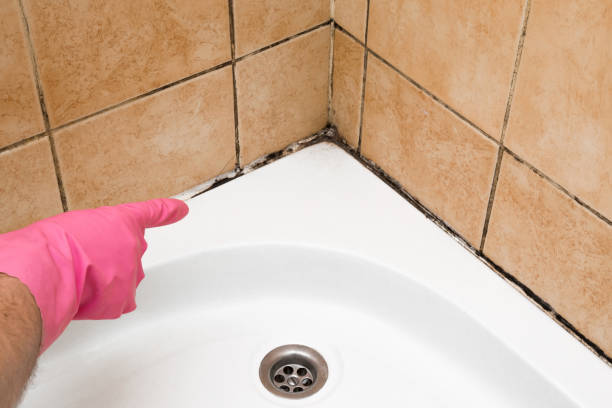 Best Mold Cleaning Services  in Colby, KS